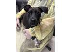 Adopt Lala a German Shorthaired Pointer, Mixed Breed