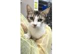 Adopt Anita a Domestic Short Hair