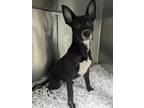 Adopt Bridget a Pit Bull Terrier, Mixed Breed