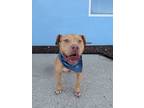 Adopt Goldie a Pit Bull Terrier, Mixed Breed