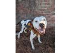 Adopt Suga a Pit Bull Terrier, Mixed Breed