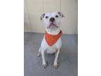 Adopt Hope a Pit Bull Terrier, Mixed Breed