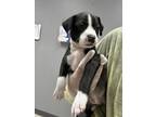 Adopt Sophie a Terrier, Mixed Breed