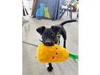 Adopt Labby a Labrador Retriever, Mixed Breed
