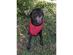 Adopt Lilly a Labrador Retriever, Mixed Breed