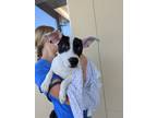 Adopt Doodle a Terrier, Mixed Breed