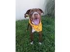 Adopt Brittany a Terrier, Mixed Breed