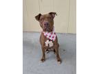 Adopt Nina a Pit Bull Terrier, Mixed Breed
