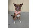 Adopt Lilith a Australian Shepherd, Mixed Breed