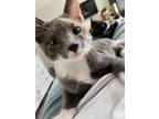 Adopt Islay a Domestic Short Hair, Calico
