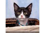 Adopt Skye a Domestic Short Hair