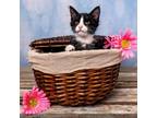 Adopt Arran a Domestic Medium Hair