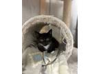 Adopt Beatrix a Domestic Medium Hair