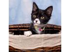 Adopt Iona a Domestic Medium Hair