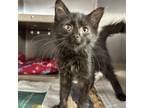 Adopt Eliza a Domestic Long Hair