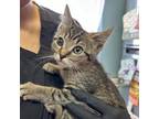Adopt Artist a Domestic Short Hair
