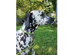 Adopt Neyla a Dalmatian