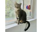 Adopt McCurry a Domestic Short Hair