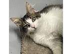 Adopt Andretti a Domestic Medium Hair