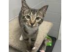 Adopt Carnation a Domestic Short Hair