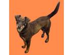 Adopt Lola a Shepherd, Doberman Pinscher
