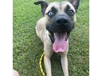 Adopt Gertrude a Pit Bull Terrier