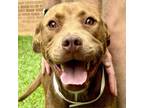 Adopt Farrah a Pit Bull Terrier