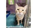 Adopt Marigold a Domestic Short Hair