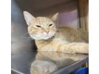 Adopt Gingie" Ginger a Domestic Short Hair