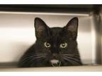 Adopt Poppy a Domestic Short Hair, Tuxedo