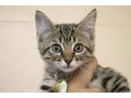 Adopt Apple Jack a Domestic Short Hair, Tabby