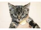Adopt Pinky Pie a Domestic Short Hair, Tabby