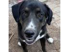 Adopt Willa a Anatolian Shepherd, Mixed Breed