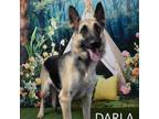 Adopt Darla a German Shepherd Dog