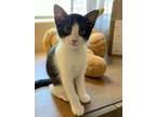 Adopt Oreo a Domestic Short Hair