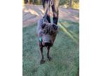 Adopt Silver a Shar-Pei
