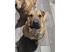 Adopt Ruby Doo a Shar-Pei