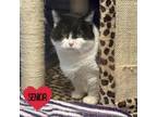 Adopt Polli a Domestic Short Hair