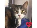 Adopt Lucy W a Domestic Short Hair