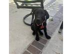 Adopt Koa a Black Labrador Retriever, Mixed Breed