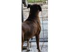 Dog for adoption - Nettie, a Boxer