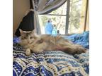 Adopt Roberta a Ragdoll, Domestic Long Hair