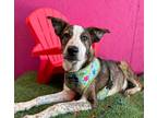 Dog for adoption - Tigress, a German Shepherd Dog & Pit Bull Terrier Mix