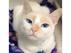 Adopt Blanc a Siamese