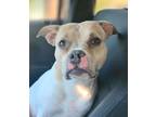 Adopt Dolly a Boston Terrier, Mixed Breed