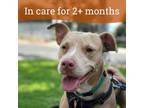 Adopt Malia a Pit Bull Terrier, Catahoula Leopard Dog