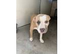 Adopt Isabella a Mastiff, Mixed Breed