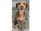 Adopt Faith a Spaniel, Mixed Breed
