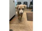 Adopt Faith a Spaniel, Mixed Breed