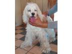 Adopt Daisy a Cocker Spaniel